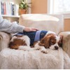 Anxiety Relief & Calming Thunder Vest for Dogs – Drug-Free