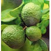 Green Tea de Earl Gray (0.2 oz (5 g) x