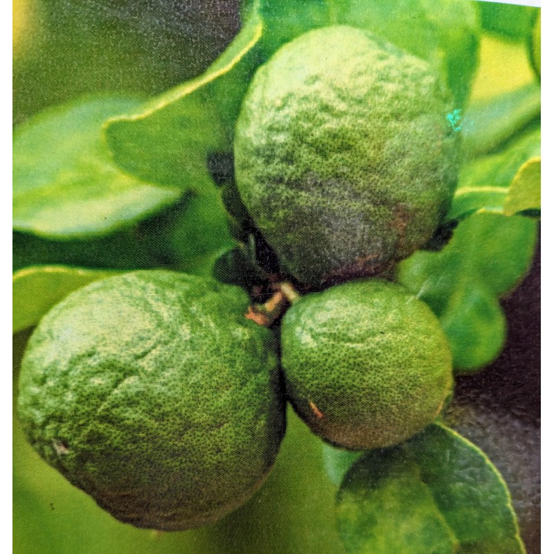 Green Tea de Earl Gray (0.2 oz (5 g) x