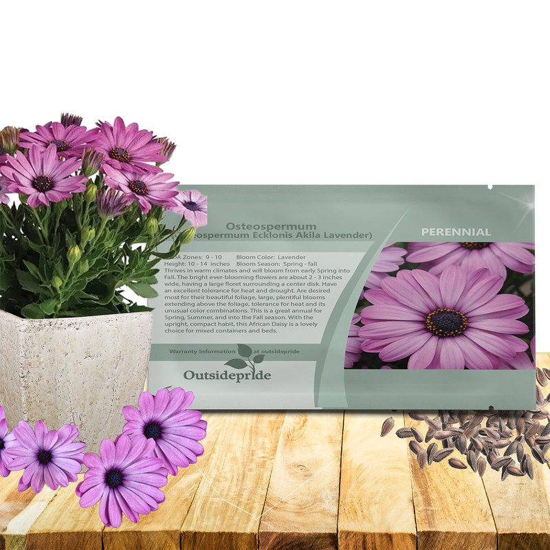 Outsidepride Lavender Osteospermum African Daisy Seeds - 20 Pcs. Perennial