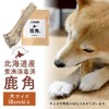 Deer Antler Dog, Yezo Deer, Hokkaido, Large Size (For Extra