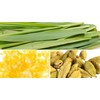 TESIS TISANA DE HIERBAS LIMON, CASCARA DE LIMON Y CARDAMOMO;