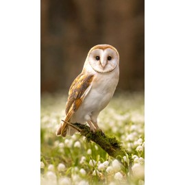 ACEO Art Card  Barn Owl on a branch