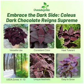 Outsidepride Dark Chocolate Coleus Seeds for Planting - 20 Pcs Annual, Compact, & Easy to Grow, Flower Seeds with Serrated Foliage, Ideal for Shaded Areas, Containers, Borders, & Gardens