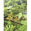 Tree Sansho (Japanese Pepper Tree /Zanthoxylum piperitum ) 6 Fresh