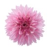 Outsidepride Cornflower Pink - 1000 Seeds