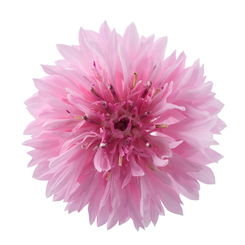 Outsidepride Cornflower Pink - 1000 Seeds