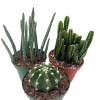 Florida House Plants BubbleBlooms Cactus Assortment, 4 inch Set of