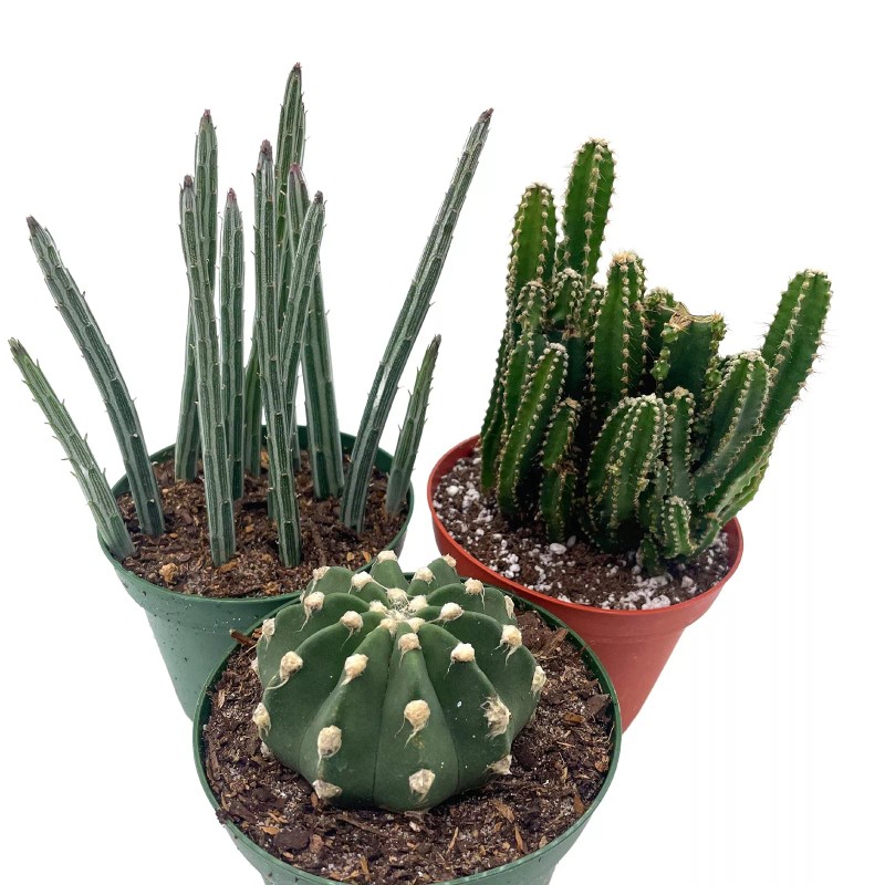 Florida House Plants BubbleBlooms Cactus Assortment, 4 inch Set of