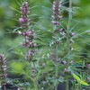 Herb To Body Motherwort Herb Powder | Leonurus Cardiaca |