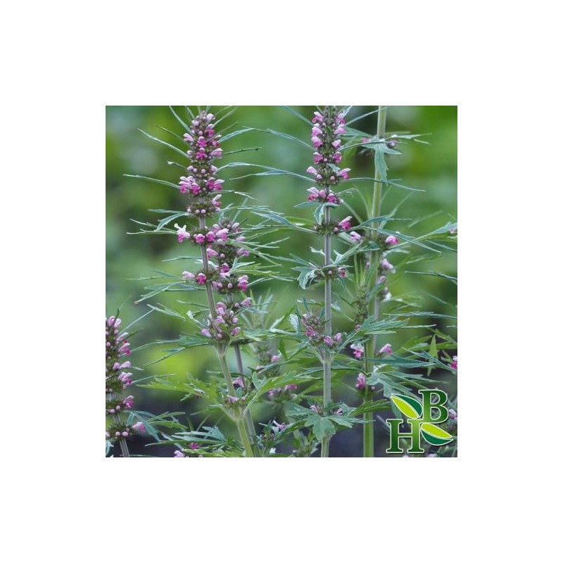 Herb To Body Motherwort Herb Powder | Leonurus Cardiaca |