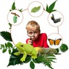 Insects Life Cycle Kit Stages of Insect with Wooden Tray