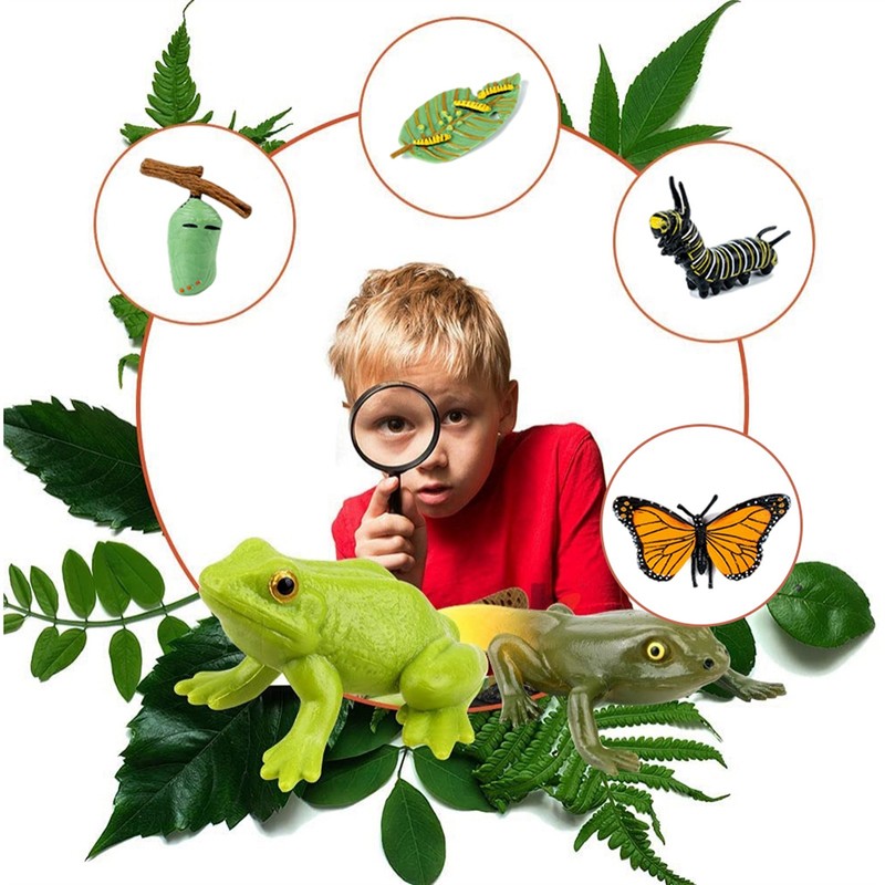 Insects Life Cycle Kit Stages of Insect with Wooden Tray