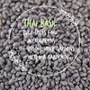 Thai Basil Seeds - Bulk Herb Seeds for Growing Microgreens,