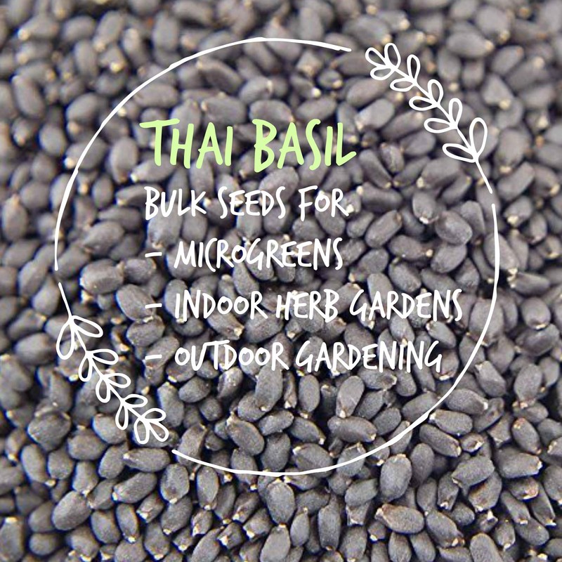 Thai Basil Seeds - Bulk Herb Seeds for Growing Microgreens,