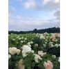 Vanilla Strawberry Hydrangea PP 20670 (3 Gallon)