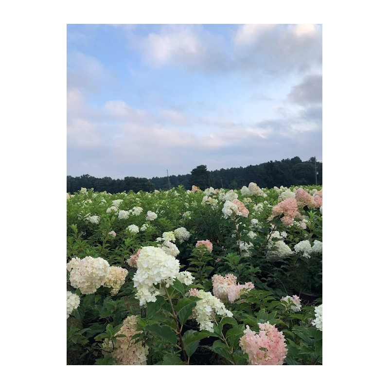 Vanilla Strawberry Hydrangea PP 20670 (3 Gallon)