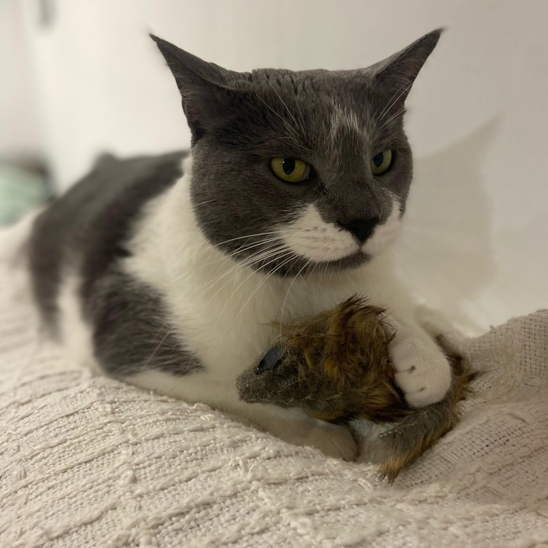 SPOT Shaggy Plush Giant Mouse - Cat Toy, Fuzzy Mice