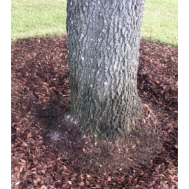 None Acorn Mulch 5 Pounds Lbs Bulk Ground UpCaps nuts And Seedlings White Oak Red Oak
