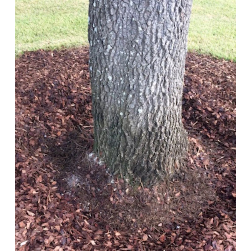 None Acorn Mulch 5 Pounds Lbs Bulk Ground UpCaps nuts