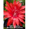 Cactus Rooted Epiphyllum Orchid Cactus “Orangutan” Growing In 4” Starter