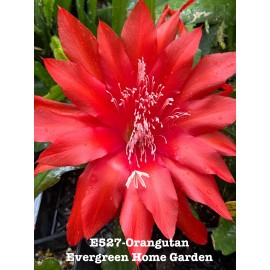 Cactus Rooted Epiphyllum Orchid Cactus “Orangutan” Growing In 4” Starter Pot.