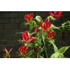 Buy Rare Seeds Gloriosa superba | Flame Lily | 20_Seeds