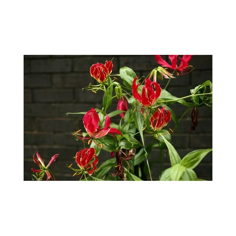 Buy Rare Seeds Gloriosa superba | Flame Lily | 20_Seeds
