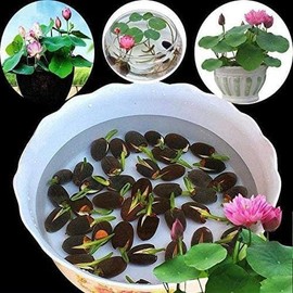 20 Seeds Lotus Flower Seeds Nelumbo Nucifera Sacred Lotus Lily Mixed Colors Pink White Colorful and Striking Water Plant Fragrant Low-Maintenance