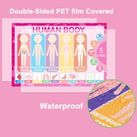 15 Educational Posters for Toddlers Kids Learning Alphabet Numbers Shapes Colors and More (15 Pack)