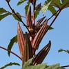 Fresh 100+ Red Burgundy Okra Seeds - NON GMO --