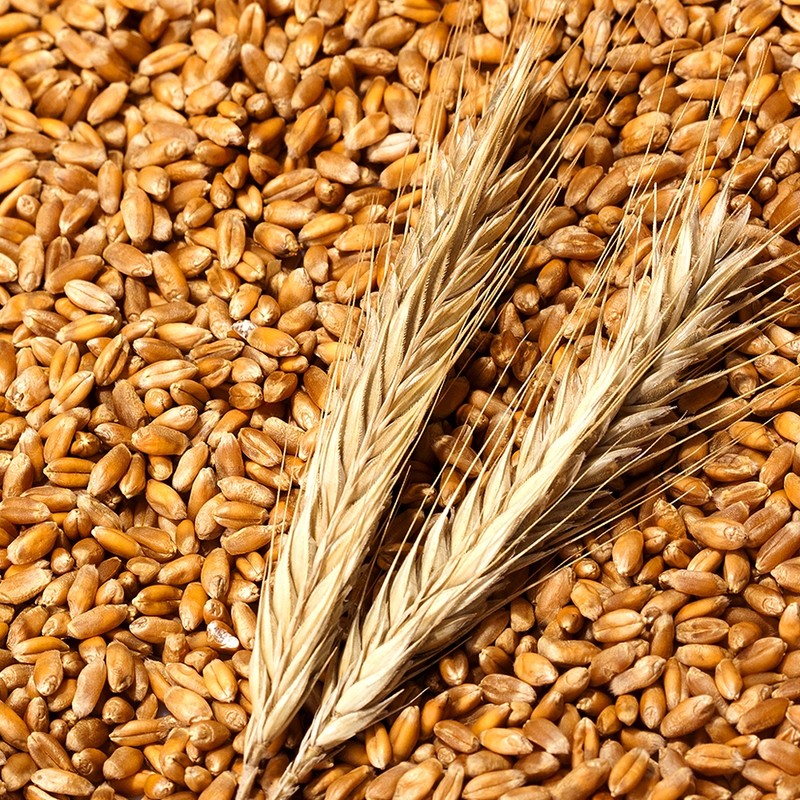 Italian Faro Grain Enzyme High Potency Enzyme Bewell Faro Emmer
