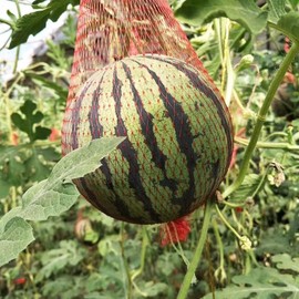 ANPTGHT 100 Pack Watermelon Net, Reusable Produce Mesh Bags Cradles for Hanging Watermelon, Honeydew Melon, Vegetables, Cucumbers