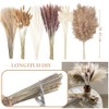 HONGHCL Pampas Decorativas Secas 120pcs - Plantas Naturales Suaves y