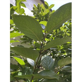 Homemade Anti Inflammatory  20  fresh  Organic Persimmon leaves for tea. Large