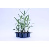 CitronellaKing 3 White Oleander “Sister Agnes” Nerium Oleander, 2.5" Nursery