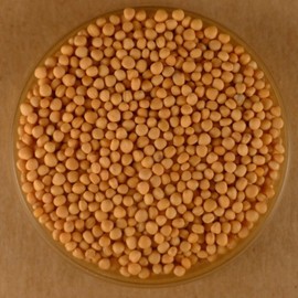 Mustard Seeds, Whole Yellow - 10 lbs Bulk