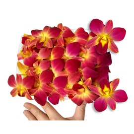 Miami Fresh Orchid Flower OrchidClub USA Sunne Tropical Loose Bloom DIY Lei Food Drink Decoration (50 Yellow)