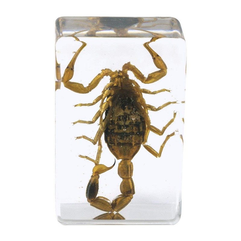 Prepared Slides - 25 Piece Box