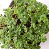 Mountain Valley Seed Co Broccoli Microgreens Seeds 1 Lb ~16,000