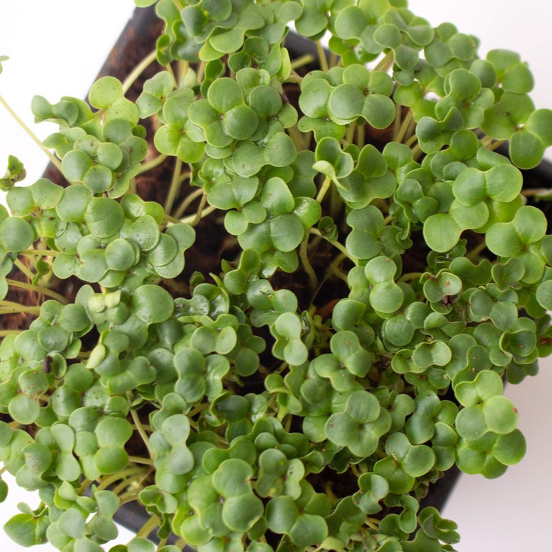 Mountain Valley Seed Co Broccoli Microgreens Seeds 1 Lb ~16,000