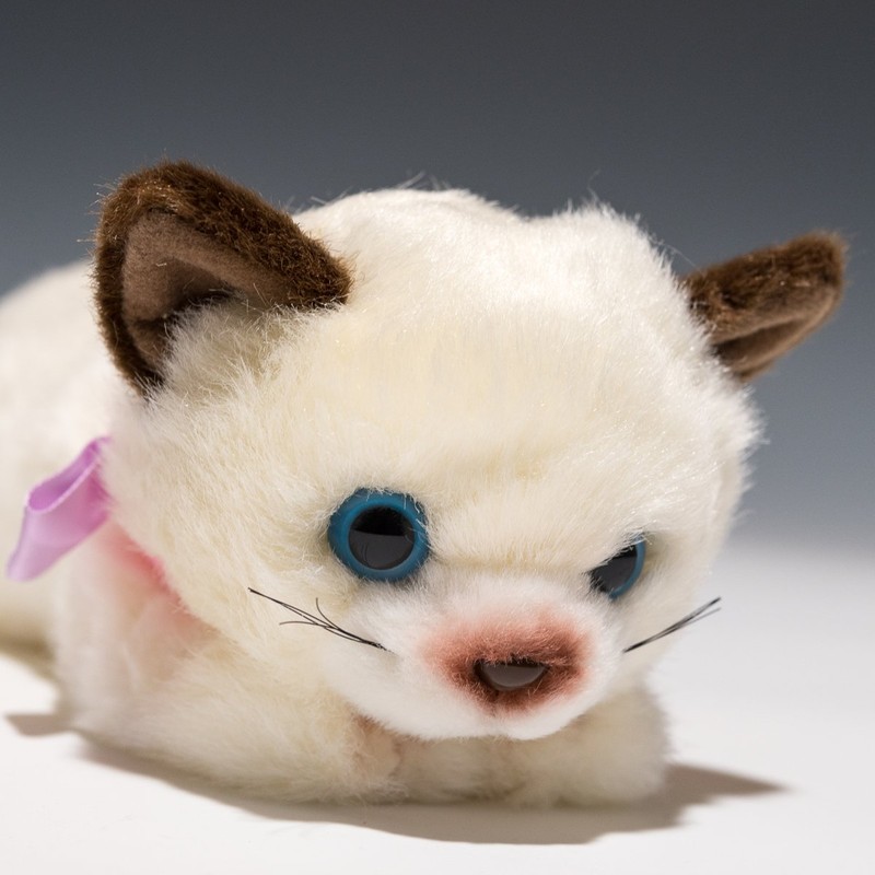 Ribbon Cat Siamese Cat