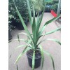 DRACAENA Draco 5 Seeds