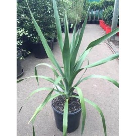 DRACAENA Draco 5 Seeds