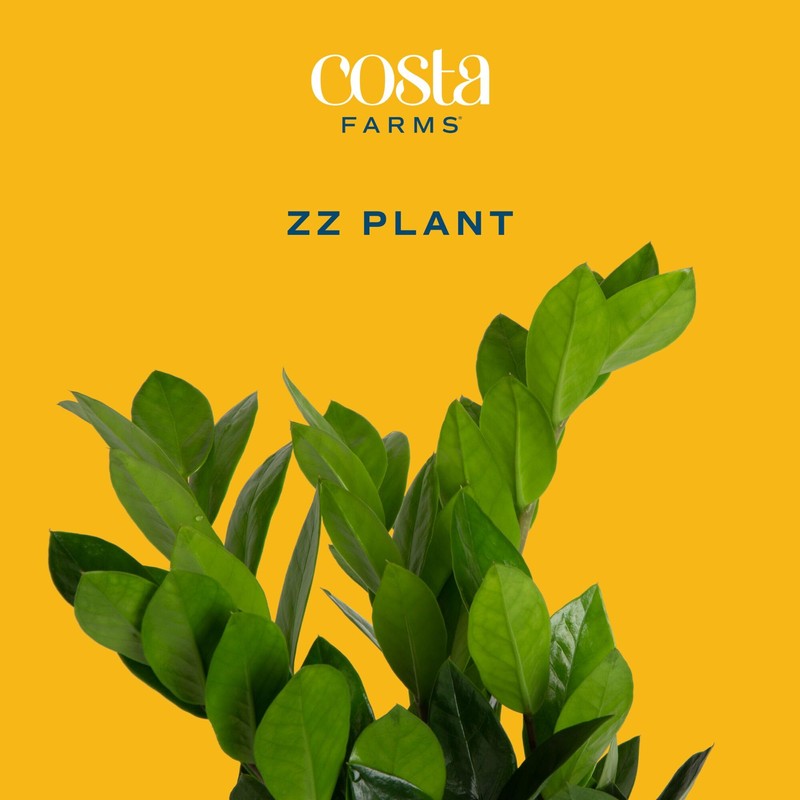 Costa Farms ZZ Live Indoor Tabletop Plant in 6-Inch Grower