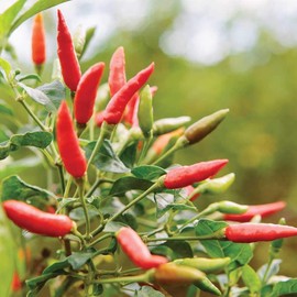 Mendez Hot Sauce - Original - Molho de Pimenta Cremoso - Imported from Brazil - Unique Heat - Creamy Texture - Gourmet Vegan