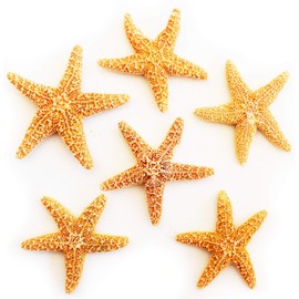 Florida Shells & Gifts - 6 Real Dried Tiny Sugar Starfish (1-2" / 25-50 mm) Beach Arts and Crafts, Coastal Cottage and Nautical Home Decor, Beach Weddings