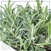 Live Aromatic and Edible Herb - Lavender (4 Per Pack),