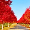 25+ Red Maple Seeds for Planting - Heirloom Maple Tree