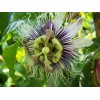 Serendipity Seeds 10 seeds Passiflora edulis Passion Flower Seeds Fragrant